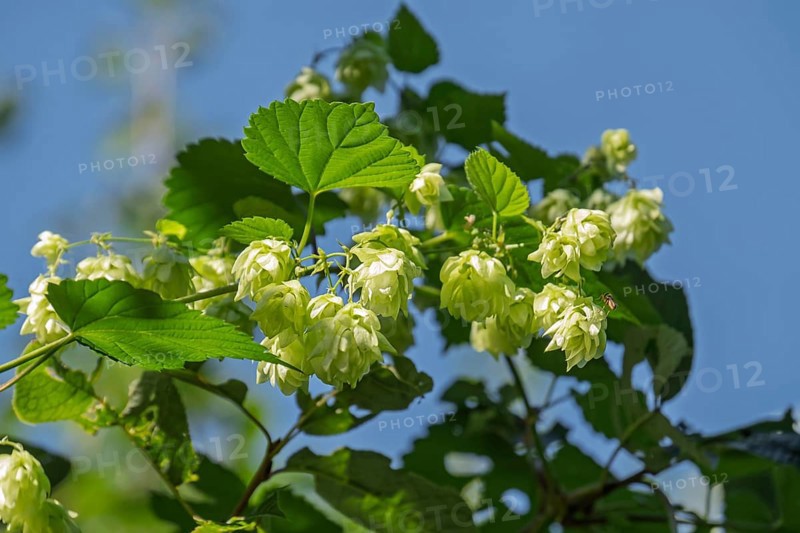 Wilder Hopfen, Münsterland, North Rhine-Westphalia, Germany