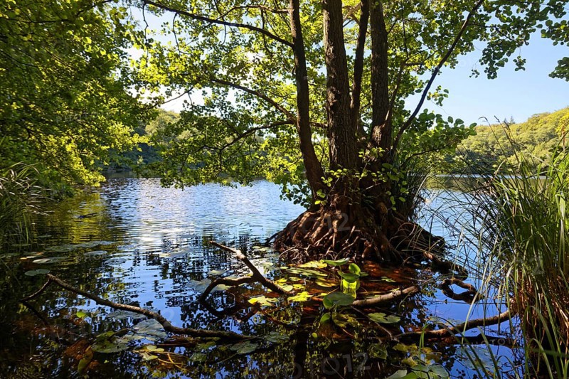 Lake Hertha, hiking trail to the Königstuhl, beech forest, forest, Jasmund Peninsula, National Park, Unesco World Heritage Site, Rügen Island, Baltic Sea, Mecklenburg-Western Pomerania, Germany