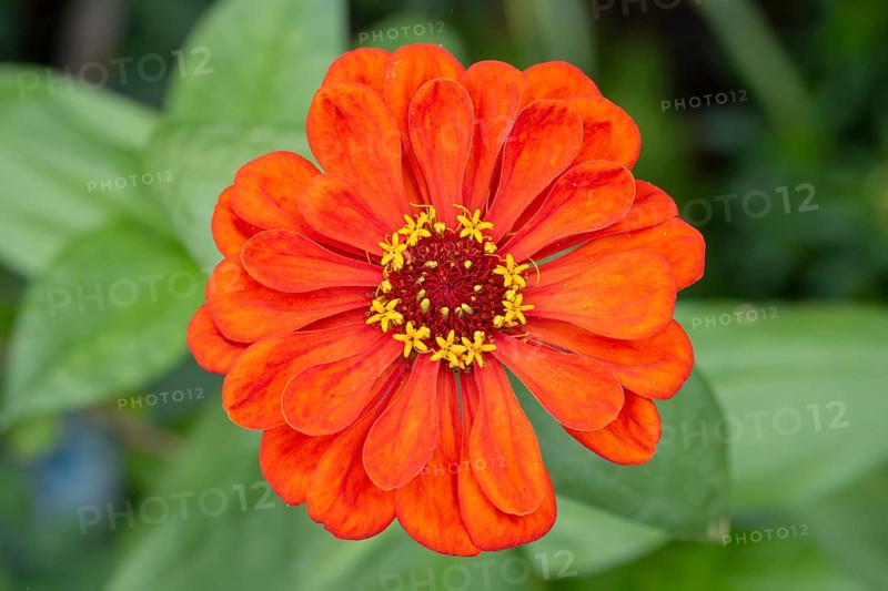 Red zinnia (Zinnia elegans) with bright petals in a green environment, Neunkirchen, Lower Austria, Austria