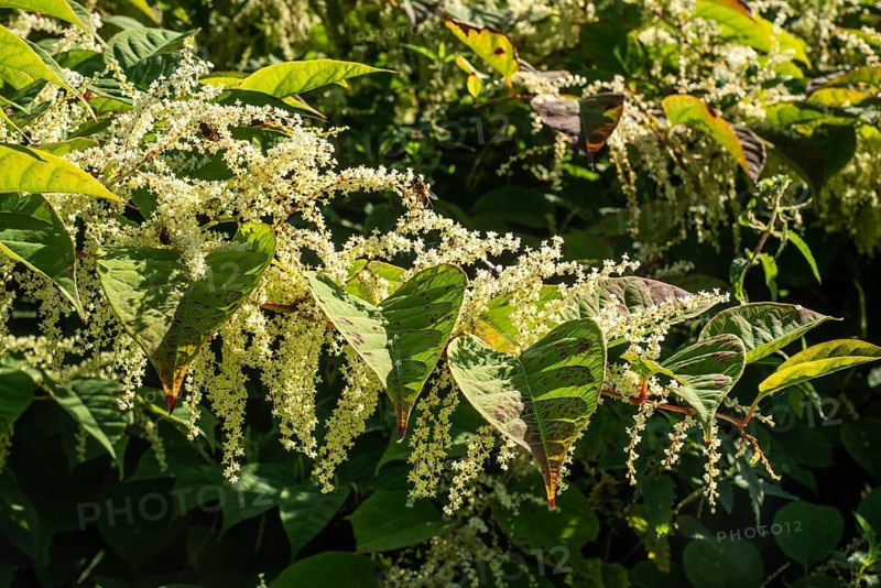 Flowering Japanese Knotweed (Fallopia Japonica), an invasive piece in a forest clearing in Ystad, Skåne county, Sweden, Scandinavia