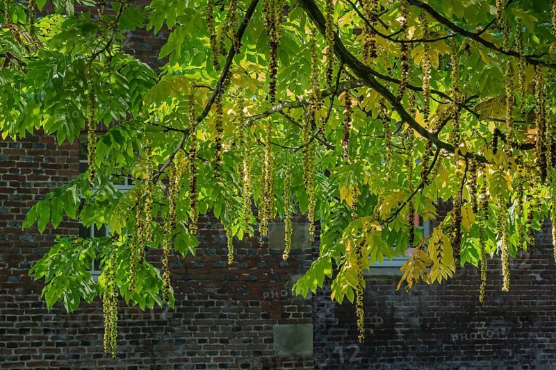 Caucasian wingnut (Pterocarya fraxinifolia), inflorescences, Münsterland, North Rhine-Westphalia, Germany