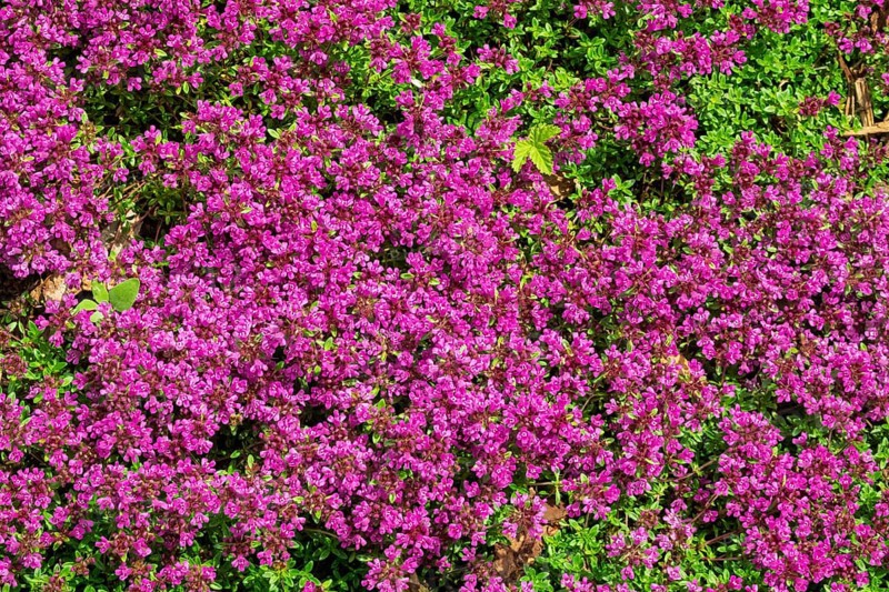Red sand thyme (Coccineus), Münsterland, North Rhine-Westphalia, Germany
