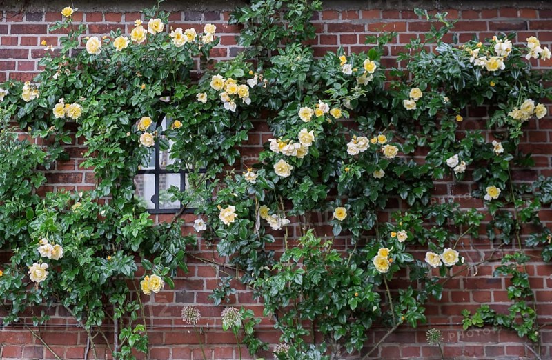 Rose (Rosa sp.), climbing rose in yellow on a brick facade, North Rhine-Westphalia, Germany