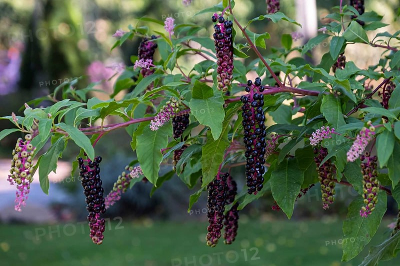 Pokeweed (Phytolacca), Münsterland, North Rhine-Westphalia, Germany
