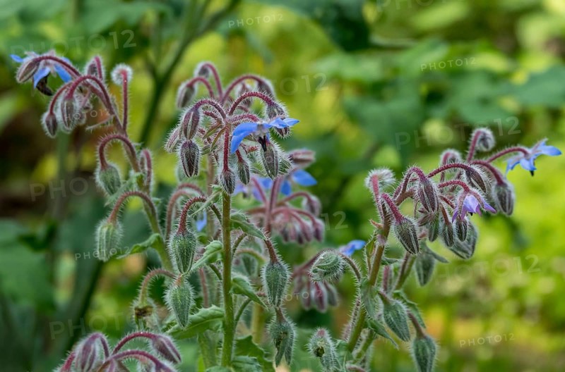 Borage (Borago officinalis), Münsterland, North Rhine-Westphalia, Germany