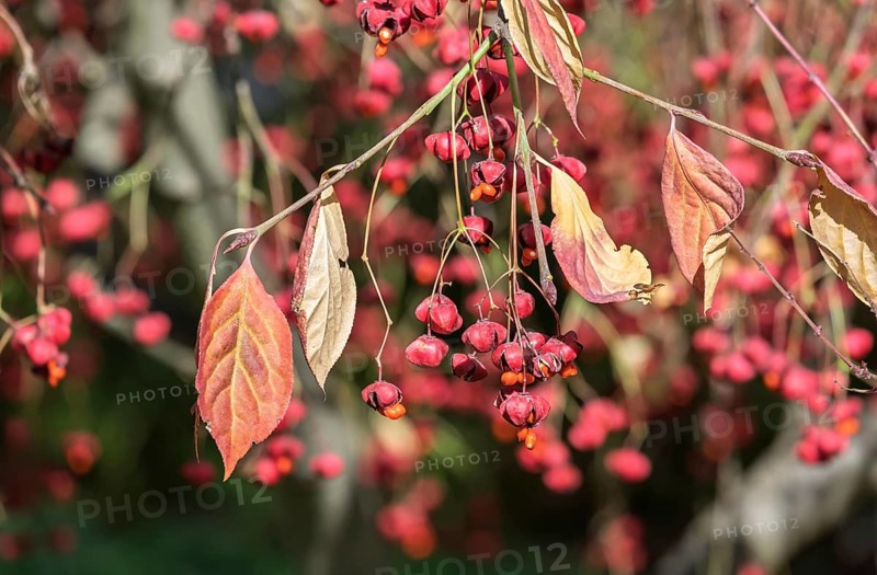 Common spindle bush (Euonymus europaeus), Münsterland, North Rhine-Westphalia, Germany