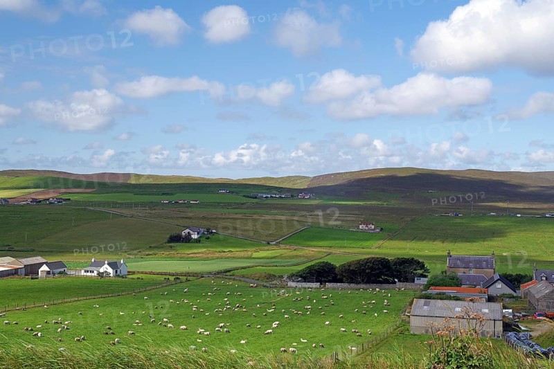 Green fields with scattered houses and grazing sheep under a blue sky, Shetland Islands, Scotland, Great Britain