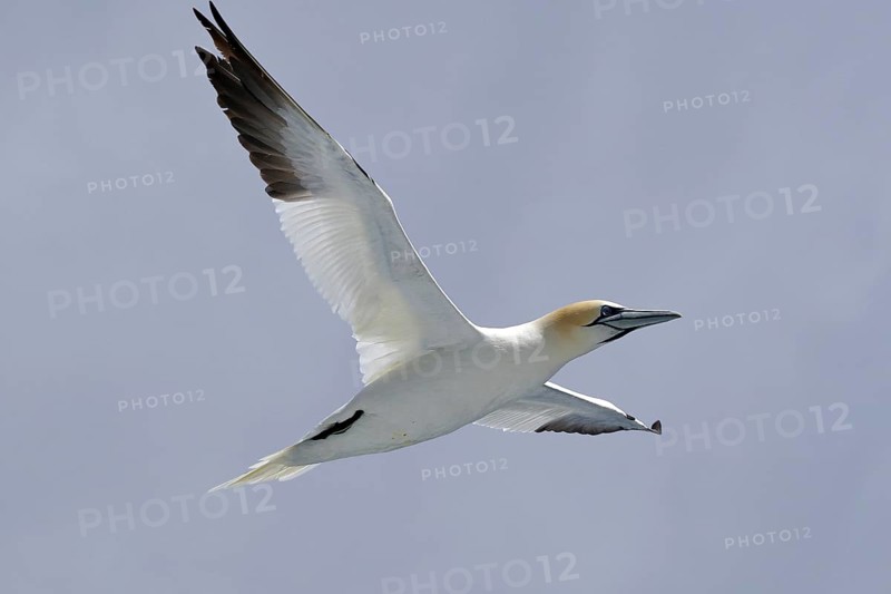 A gannet hovers with outstretched wings in the clear sky, Isle of Noss, Shetland Islands, Scotland, Great Britain