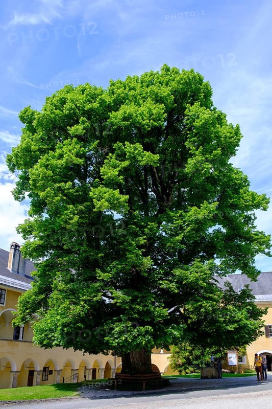 Large lime tree in the inner courtyard, Arkadenhof, Millstatt Abbey, Millstatt, Lake Millstatt, Carinthia, Austria