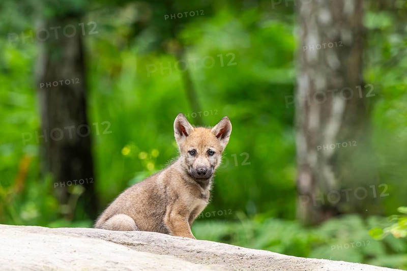 Eurasian wolf (Canis lupus lupus) cub (youngster) sitting on a little sand hill in the forest, Hesse, Germany