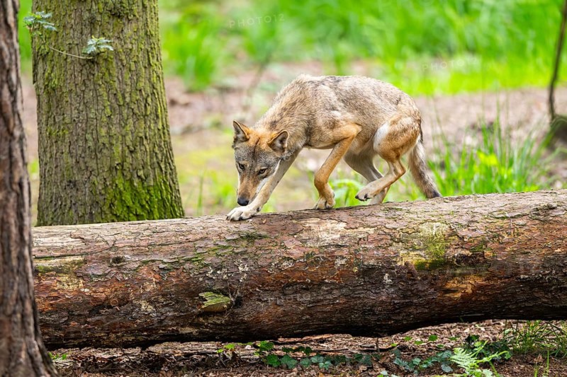 Eurasian wolf (Canis lupus lupus) jumping over a tree trunk in a forest, Hesse, Germany