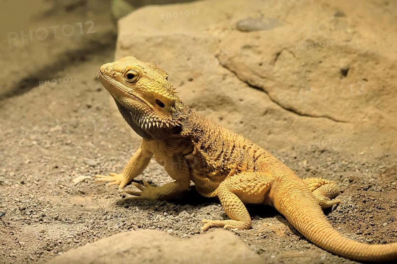 Bearded dragon (Pogona), adult, foraging, on the ground, Australia