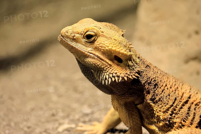 Bearded dragon (Pogona), adult, foraging, on the ground, portrait, Australia