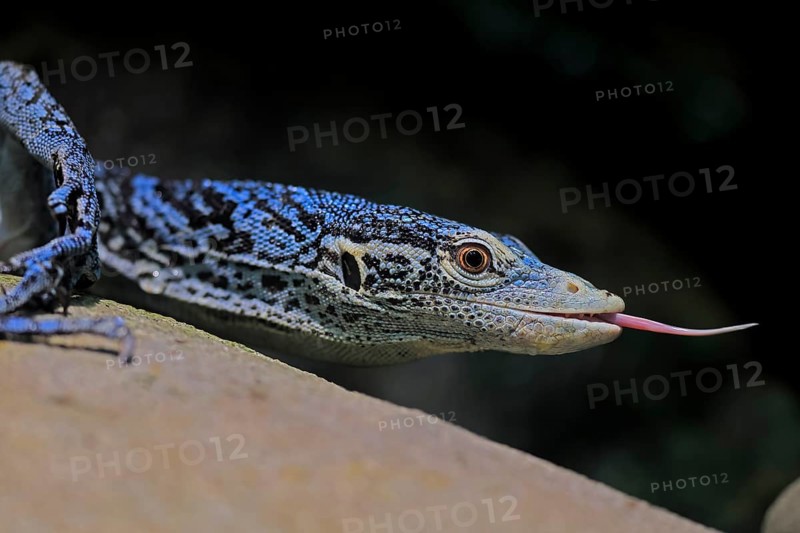 Blue-spotted tree monitor (Varanus macraei), MacRae's monitor, adult, portrait, feeding, Southeast Asia