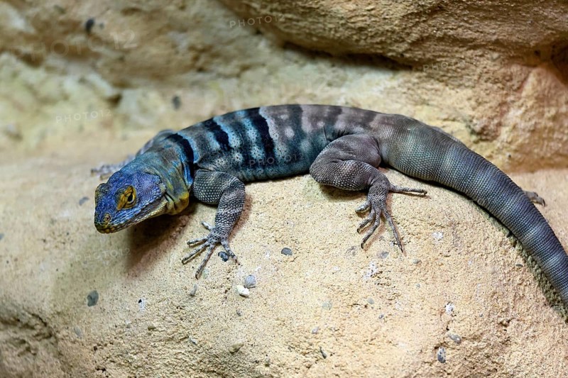 Blue rock iguana (Petrosaurus thalassinus), adult, on rocks, Latin America