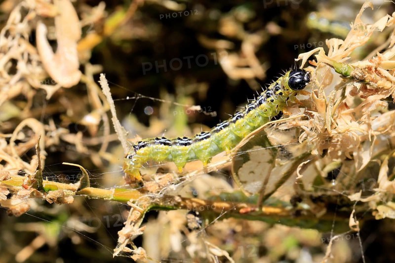 Box tree moth (Cydalima perspectalis), caterpillar, feeding on boxwood, clear feeding, Ellerstadt, Rhineland Palatinate, Germany