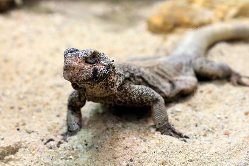 Chuckwalla (Common Chuckwalla ater), adult, on the ground, foraging, Southwest USA, North America, Germany
