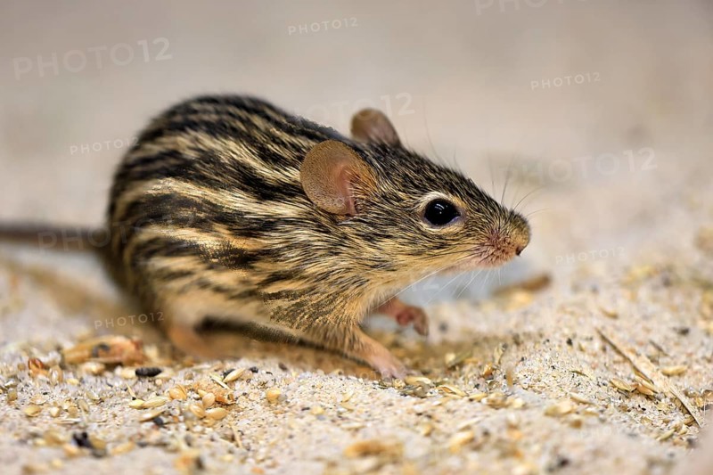 Typical striped grass mouse (Lemniscomys striatus), adult, on ground, alert, foraging, East Africa, West Africa