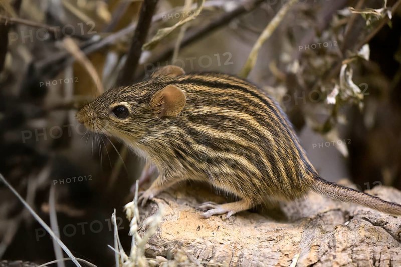 Typical striped grass mouse (Lemniscomys striatus), adult, on rocks, alert, foraging, East Africa, West Africa