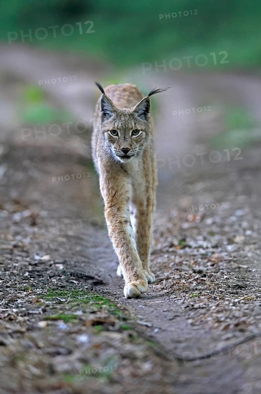 Eurasian lynx (Lynx lynx), adult, stalking, alert, in forest, Hesse, Germany, Europe, captive