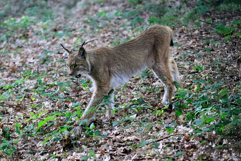 Eurasian lynx (Lynx lynx), adult, stalking, alert, in forest, Hesse, Germany, Europe, captive