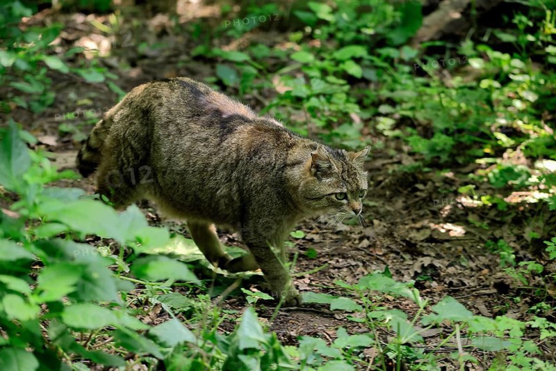 European wildcat (Felis silvestris), adult, stalking, in the forest, foraging, alert, Hesse, Germany, Europe, captive