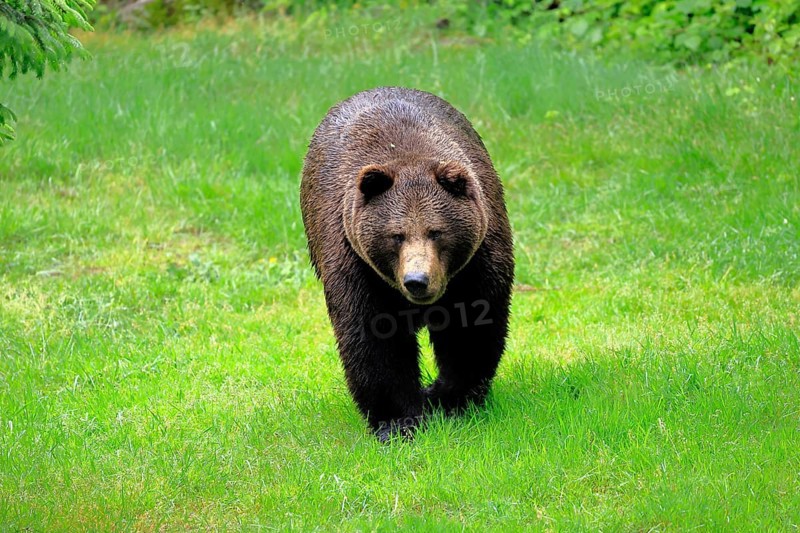 European brown bear (Ursus arctos arctos), adult, female, alert, meadow, in summer, Bavarian Forest National Park, Germany, Europe, captive