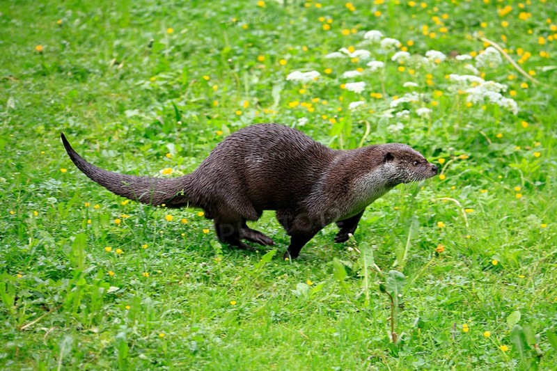 Otter (Lutra lutra), adult, on land, in a meadow, running, Bavarian Forest National Park, Germany, Europe, captive