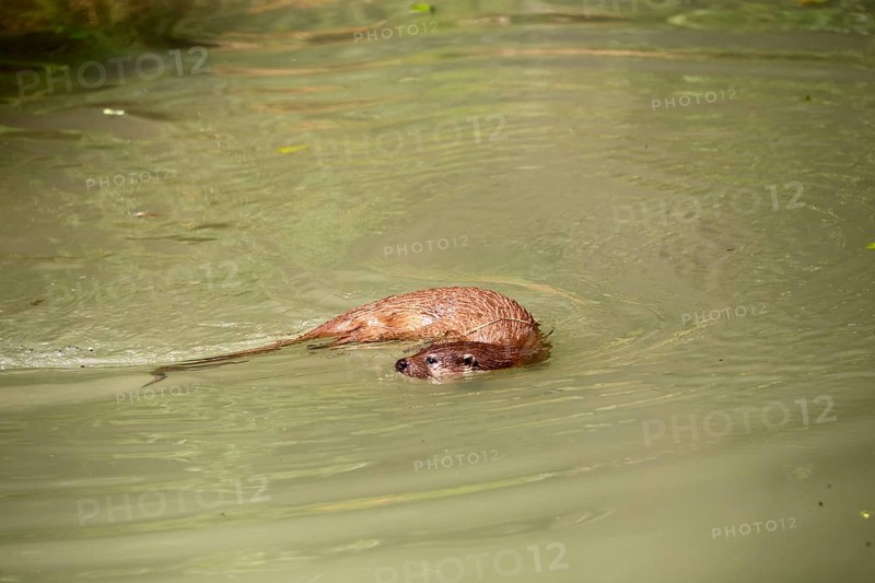 Otter (Lutra lutra), adult, in the water, foraging, Bavarian Forest National Park, Germany, Europe, captive