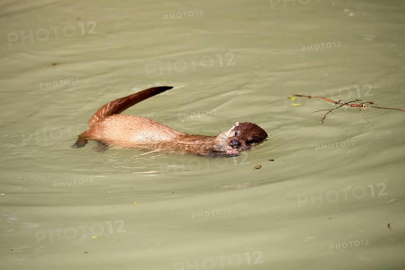 Otter (Lutra lutra), adult, in water, feeding, Bavarian Forest National Park, Germany, Europe, captive