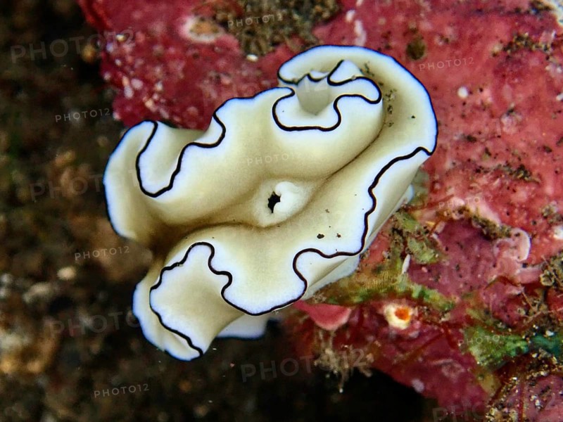Elegant white sea snail with black edges, Black-margined Glossodoris (Doriprismatica atromarginata), on a red background. Dive site wreck of the USAT Liberty, Tulamben, Bali, Indonesia
