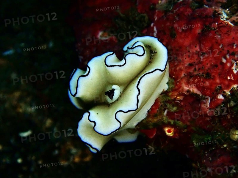 Elegant white snail with black lines, Black-margined Glossodoris (Doriprismatica atromarginata), on red sea sponge. Dive site wreck of the USAT Liberty, Tulamben, Bali, Indonesia