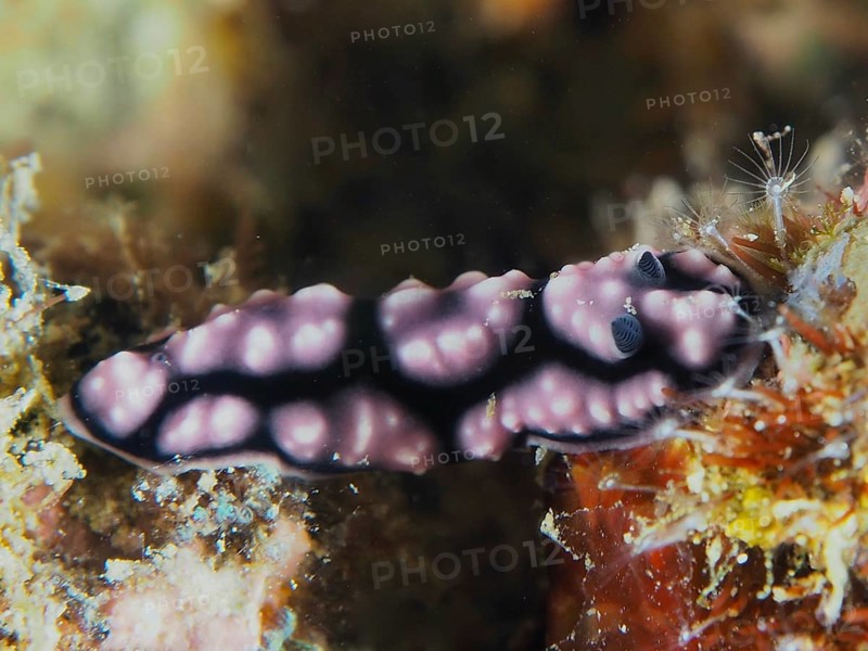 Delicate pink spotted nudibranch, pustule warty snail (Phyllidiella pustulosa), warty snail, on marine bottom vegetation.dive site Pidada, Penyapangan, Bali, Indonesia