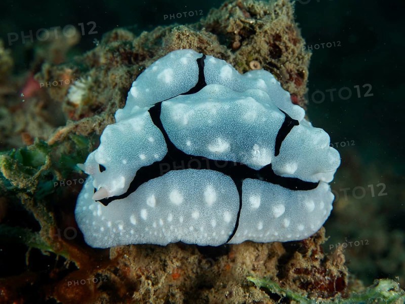 Tuberous white warty snail with black lines, Shireen's Phyllidiopsis (Phyllidiopsis shireenae), on a reef. Dive site Prapat, Penyapangan, Bali, Indonesia