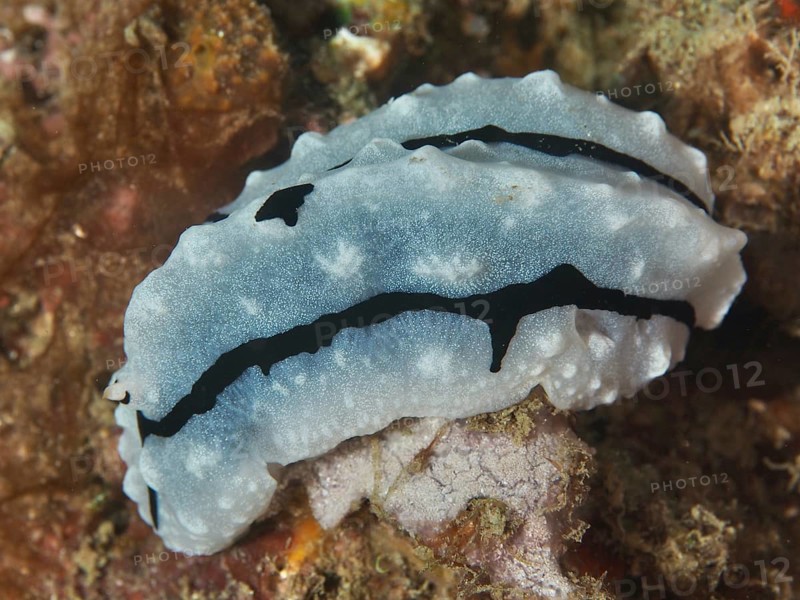 White-grey nudibranch with black patterns, Rudman's Phylidiella (Phyllidiella rudmani), resting on an algae-rich surface. Dive site Napoleon, Permuteran, Bali, Indonesia