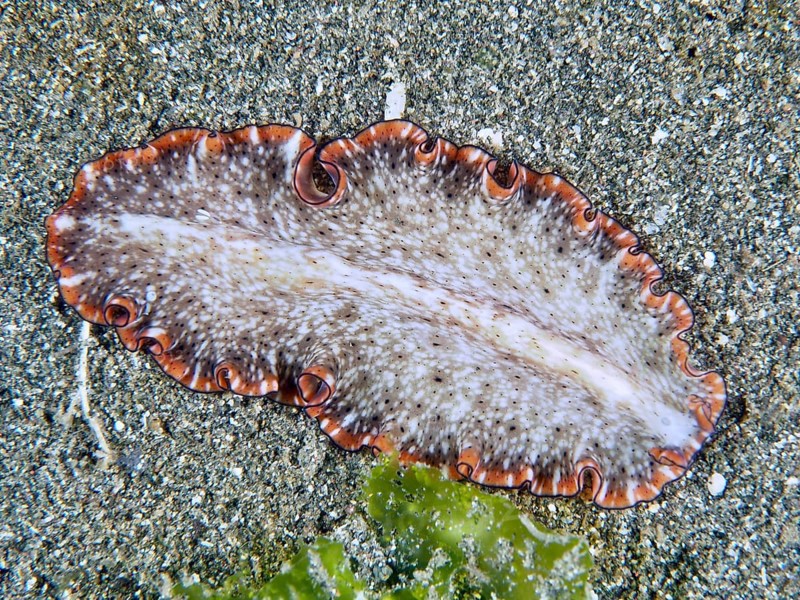 Light-coloured, wave-shaped flatworm with orange wavy edges, reddish-brown swirl worm (Pseudoceros) lying on a sandy bottom. Dive site Secret Bay, Gilimanuk, Bali, Indonesia