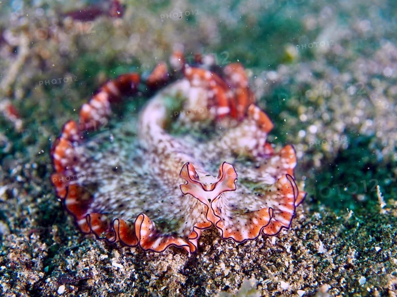 A wavy, grey-brown flatworm with red edges, red-brown swirl worm (Pseudoceros), on a sandy substrate in the sea. Dive site Secret Bay, Gilimanuk, Bali, Indonesia