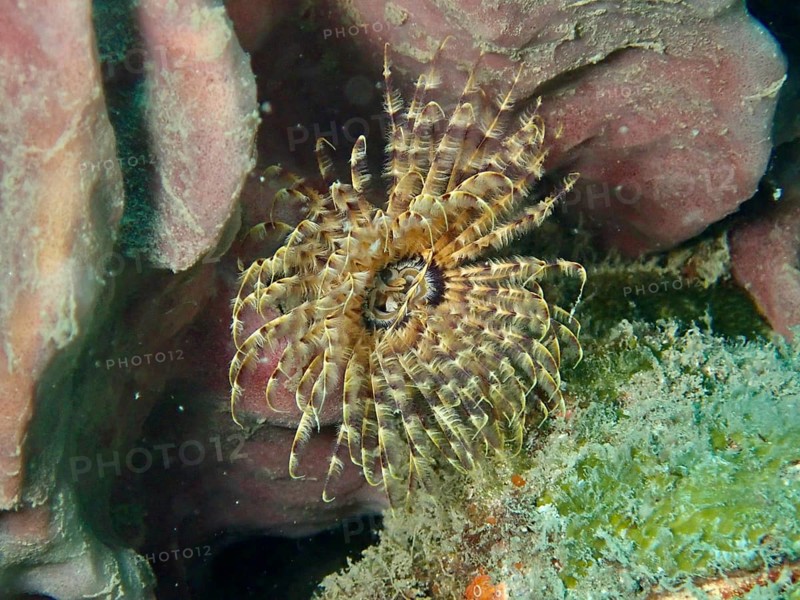 A beige-transparent feather worm, tube worm (Sabellastarte), with a symmetrical pattern. Dive site Prapat, Penyapangan, Bali, Indonesia