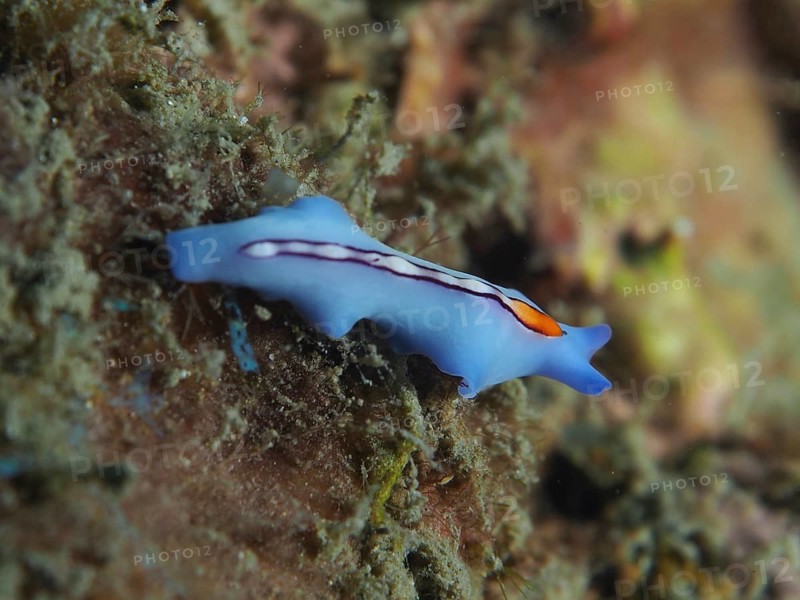 Blue racing stripe whirlpool worm (Pseudoceros bifurcus) with orange accent stripes on underwater landscape. Dive site Twin Reef, Penyapangan, Bali, Indonesia