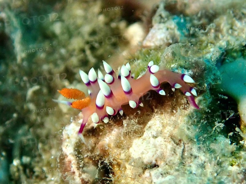 Colourful nudibranch, white-tipped coryphellina, flame flabellina (Coryphellina exoptata) (Flabellina exoptata), gliding over the sea floor. Dive site Prapat, Penyapangan, Bali, Indonesia