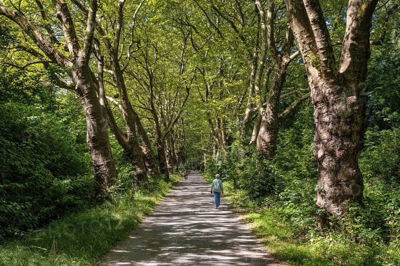 Eine Platanenallee im Hochsommer bei Konstanz, Bodensee, Landkreis Konstanz, Baden-Württemberg, Deutschland