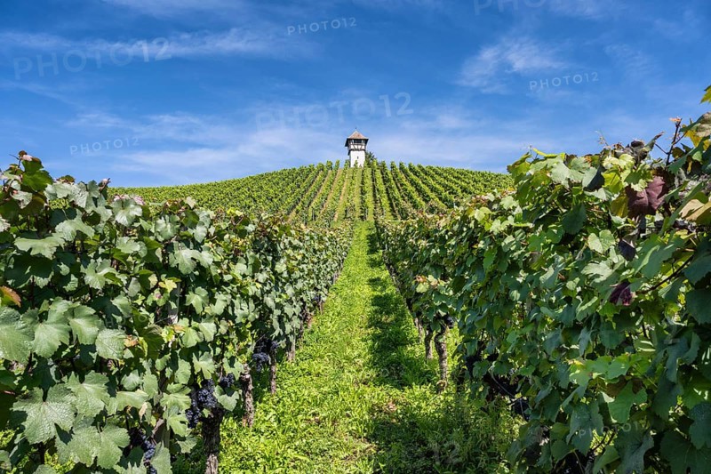 Weinberg, Rebhang mit dem historischen Rebhäuschen, auch Rebwächterhäusle vom historischen Weingut Haltnau bei Meersburg, Bodenseekreis, Baden-Württemberg, Deutschland