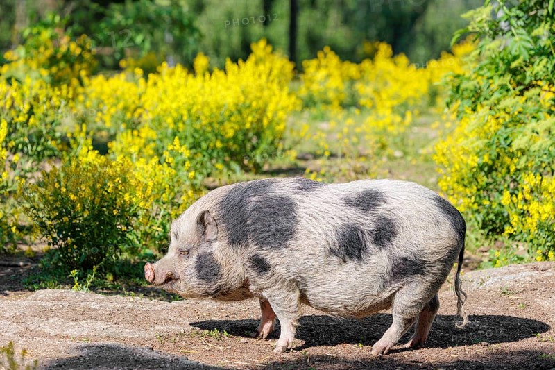 A Kunekune pig (sus scrofa domesticus), a domestic breed from New Zealand stands a yellow flowering meadow. Captive, Austria