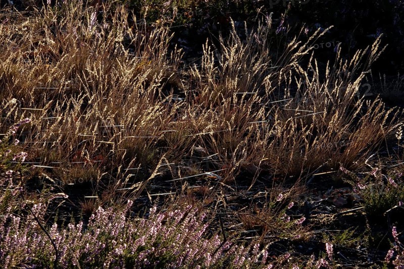 Heath landscape with spider webs, August, Germany