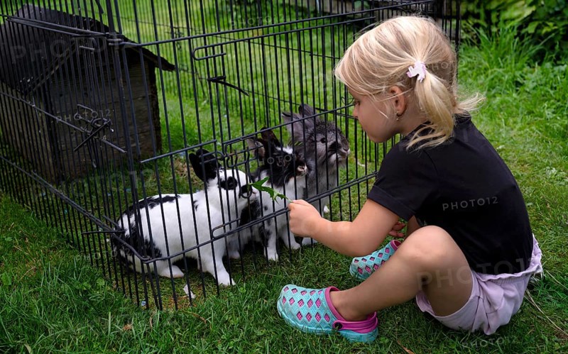 Girl, 4 years, blonde, feeds three rabbits with dandelion, rabbit hutch, animal love, Seeg, Ostallgäu, Allgäu, Swabia, Bavaria, Germany