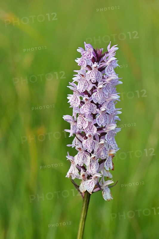 Moorland spotted orchid (Dactylorhiza maculata), inflorescence, close-up, Wilnsdorf, North Rhine-Westphalia, Germany
