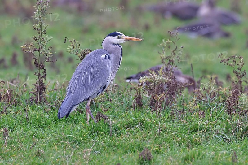 Grey heron (Ardea cinerea), standing in a meadow, Bieslicher Insel, Lower Rhine, North Rhine-Westphalia, Germany