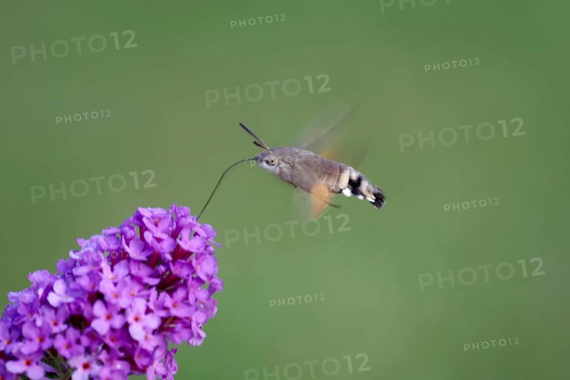 Pigeon tail (Macroglossum stellatarum), in flight, flower, proboscis, Germany, In flight, the pigeon tail takes nectar from the summer lilac