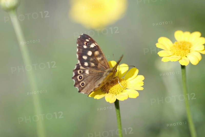 Pararge aegeria, Cota tinctoria, nectar, Germany, With spread wings the moth sits on a yellow flower