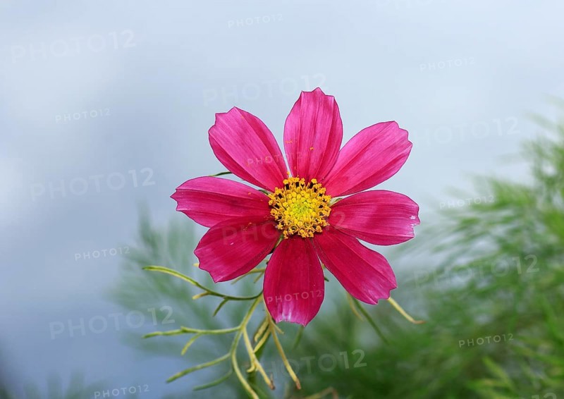 Ornamental basket 'Sensation Mix' (Cosmos bipinnatus), fifteen weeks after sowing, North Rhine-Westphalia, Germany